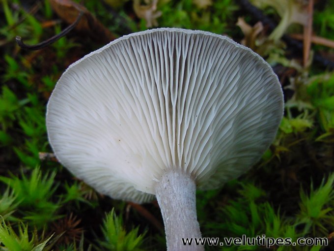  Cantharellula umbonata 