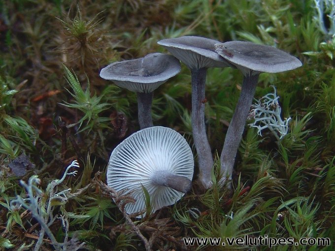  Cantharellula umbonata 