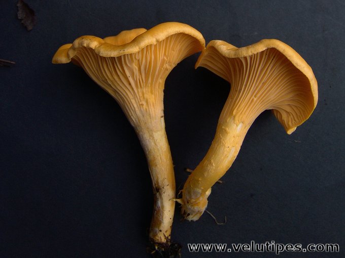 Cantharellus cibarius