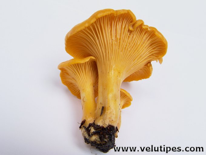 Cantharellus cibarius