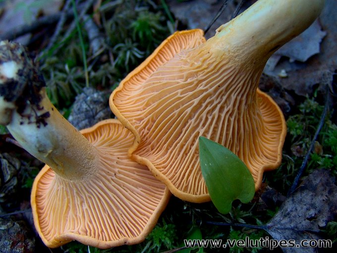 Cantharellus cibarius