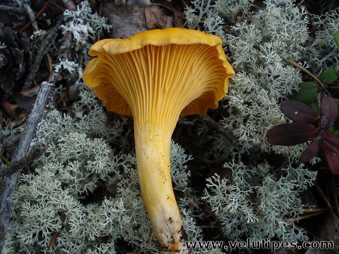 Cantharellus cibarius