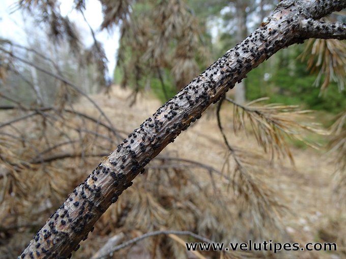 Cenangium ferruginosum, m&auml;nnynnahkapikari @ Natural Fungi in Finland