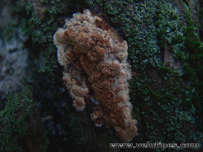 Ceriporiopsis pseudogilvescens