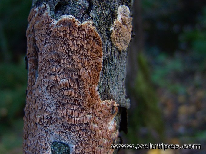 Ceriporiopsis pseudogilvescens