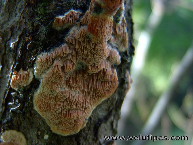 Ceriporiopsis pseudogilvescens