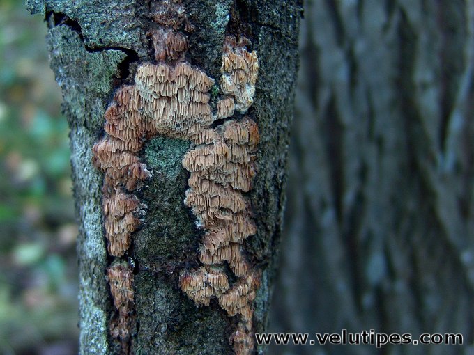 Ceriporiopsis pseudogilvescens