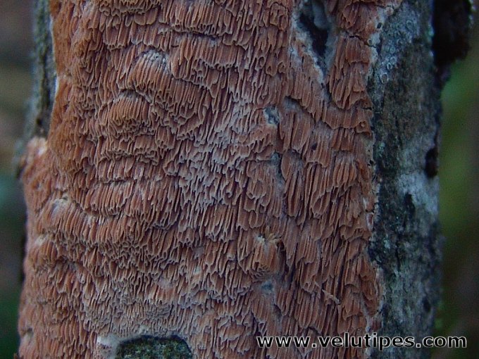 Ceriporiopsis pseudogilvescens