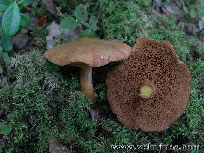 Chalciporus piperatus