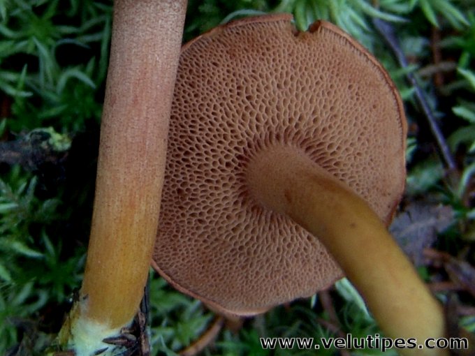 Chalciporus piperatus, äikätatti Natural Fungi in Finland