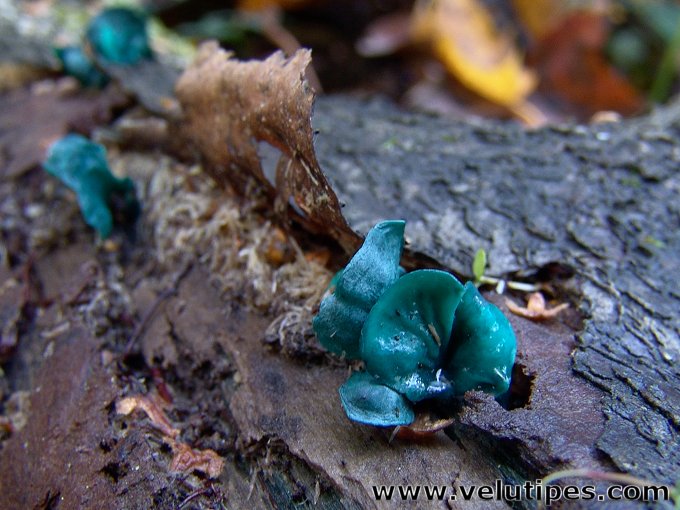 Chlorociboria aeruginascens