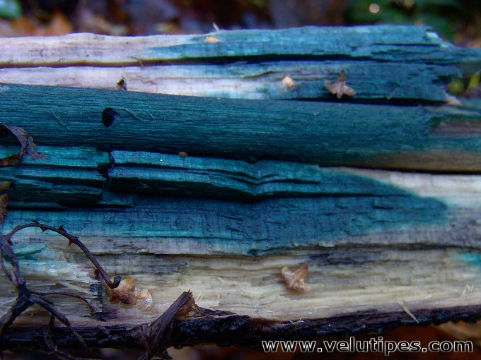 chlorociboria_aeruginascens2.jpg