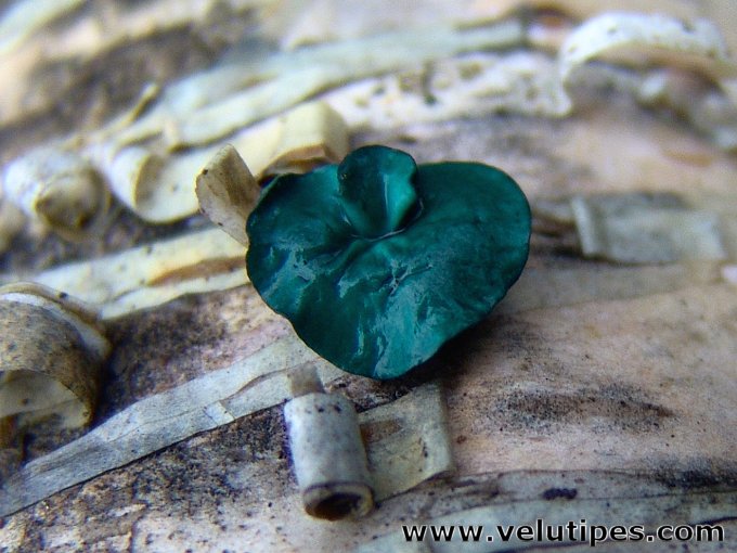 Chlorociboria aeruginascens