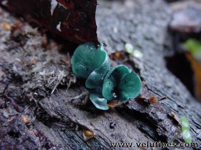 Chlorociboria aeruginascens