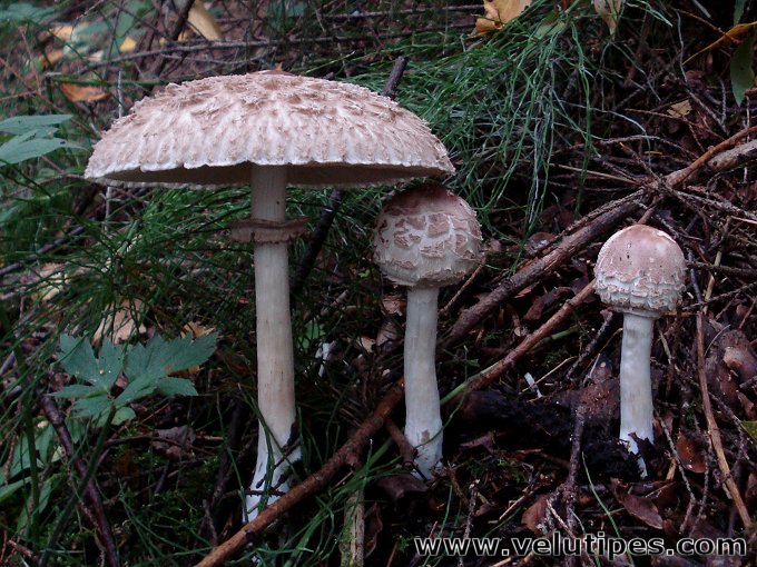 Chlorophyllum olivieri