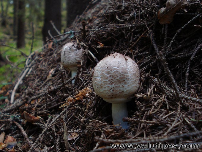 Chlorophyllum olivieri