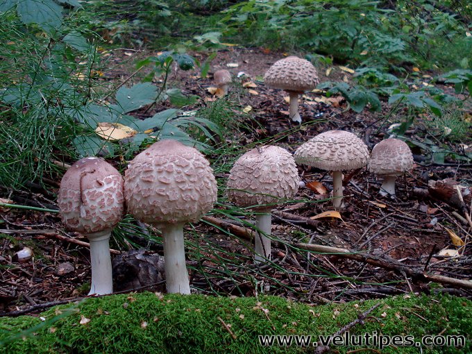 Chlorophyllum olivieri