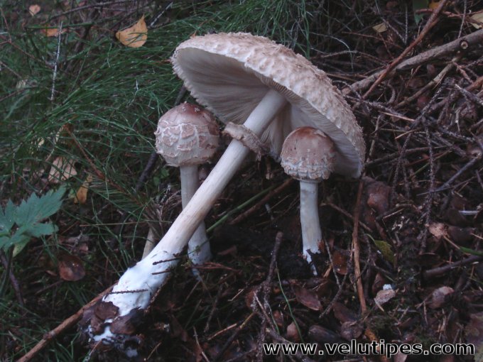 Chlorophyllum olivieri