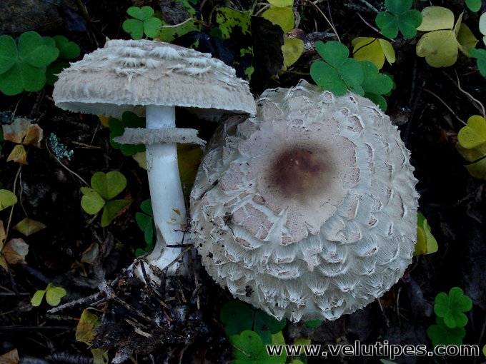 Chlorophyllum olivieri