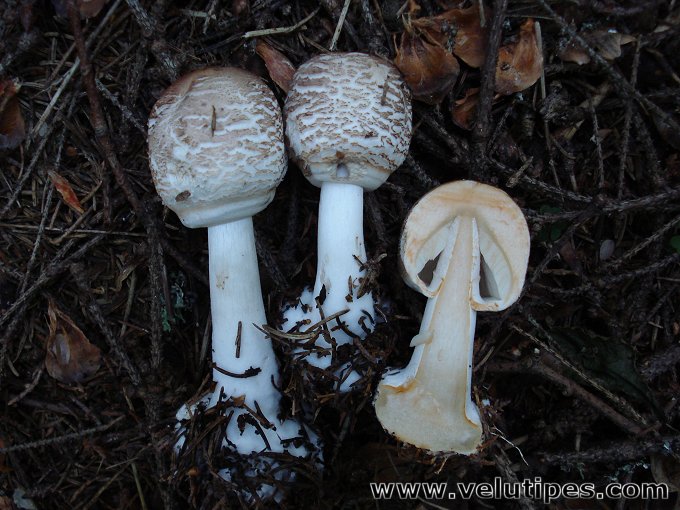 Chlorophyllum olivieri
