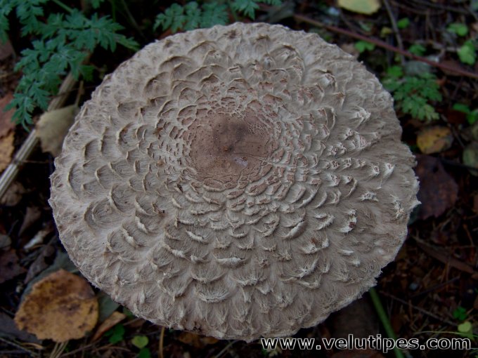 Chlorophyllum olivieri