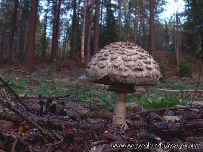 Chlorophyllum olivieri