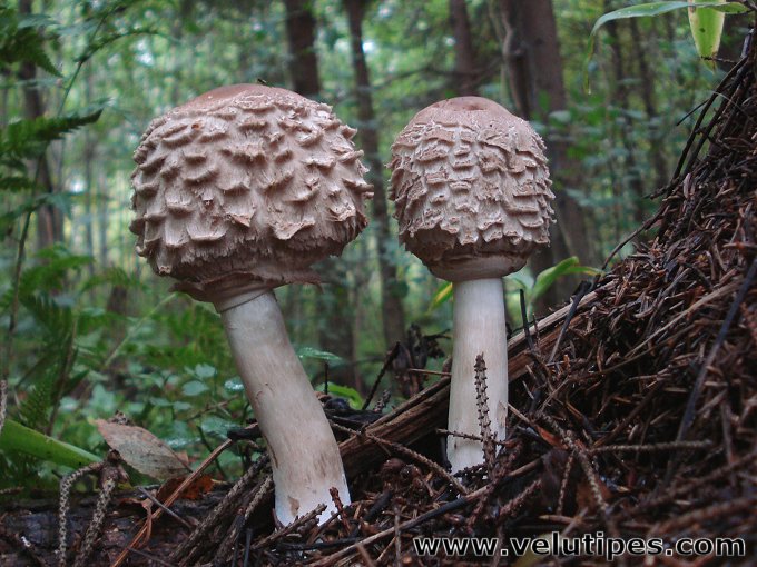 Chlorophyllum olivieri