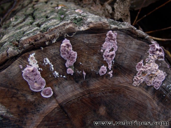 Chondrostereum purpureum