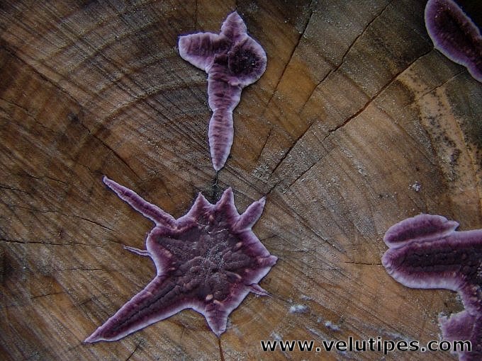 Chondrostereum purpureum