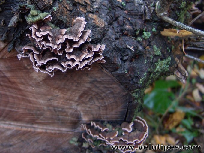 Chondrostereum purpureum