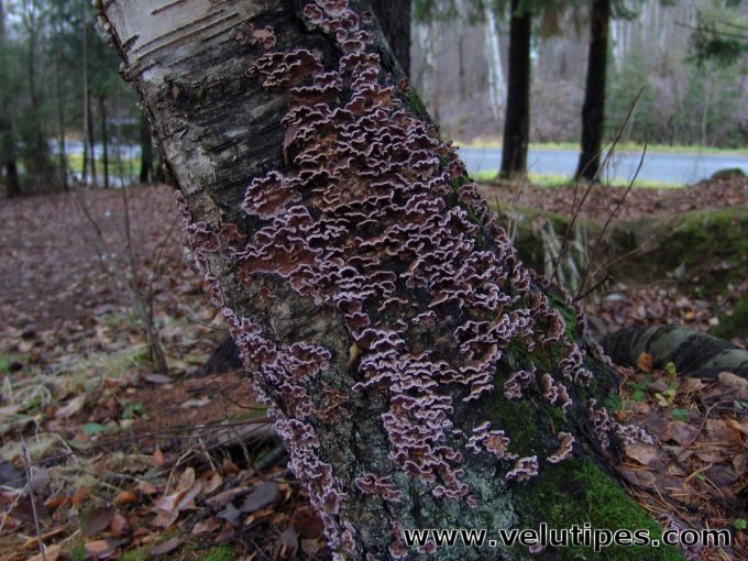 Chondrostereum purpureum