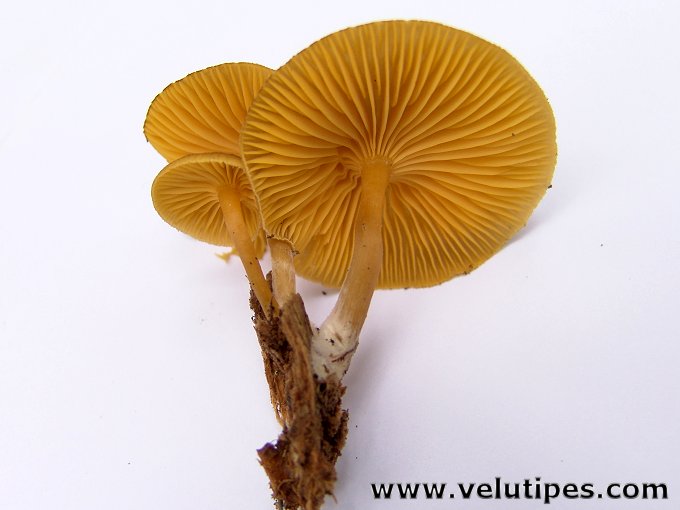 Chrysomphalina chrysophylla