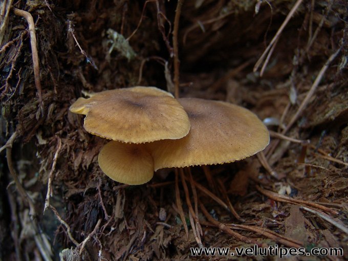 Chrysomphalina chrysophylla