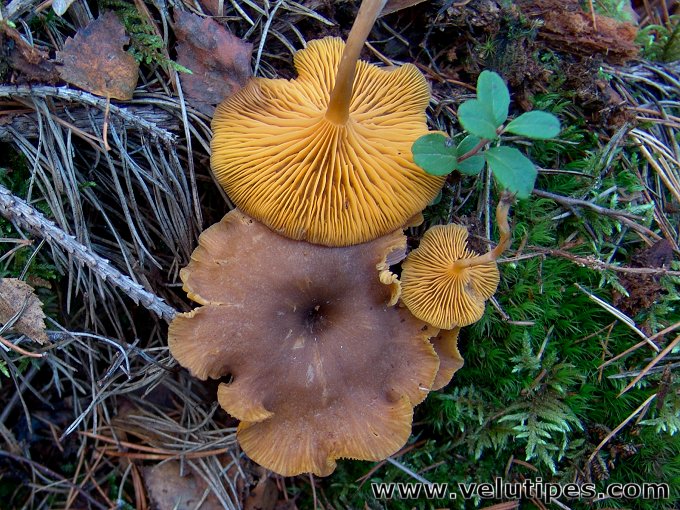 Chrysomphalina chrysophylla