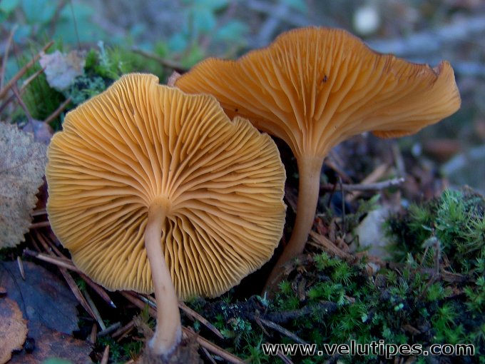 Chrysomphalina chrysophylla