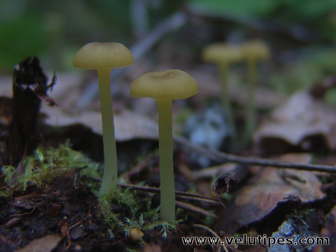 Chrysomphalina grossula