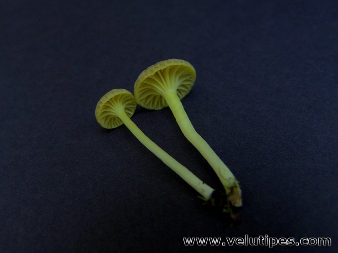 Chrysomphalina grossula