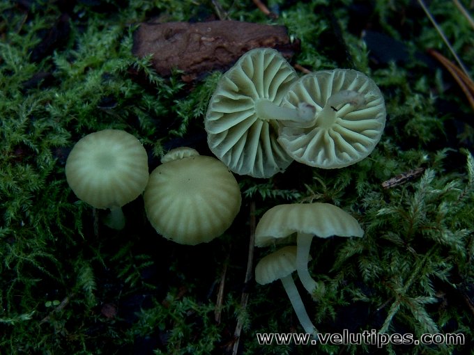 Chrysomphalina grossula