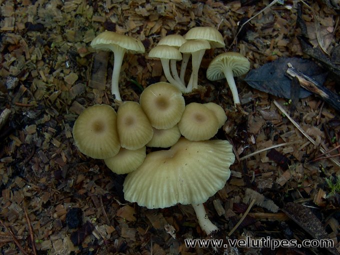 Chrysomphalina grossula