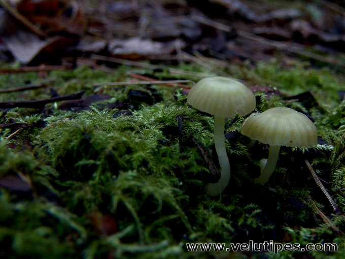 Chrysomphalina grossula