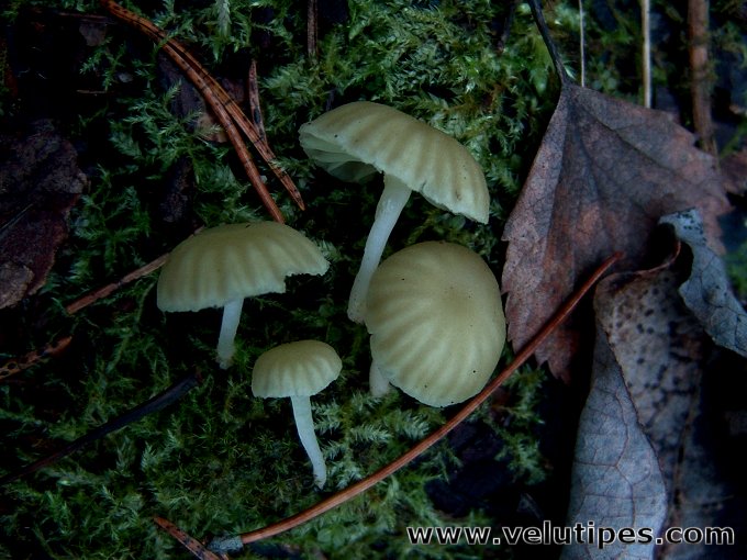 Chrysomphalina grossula