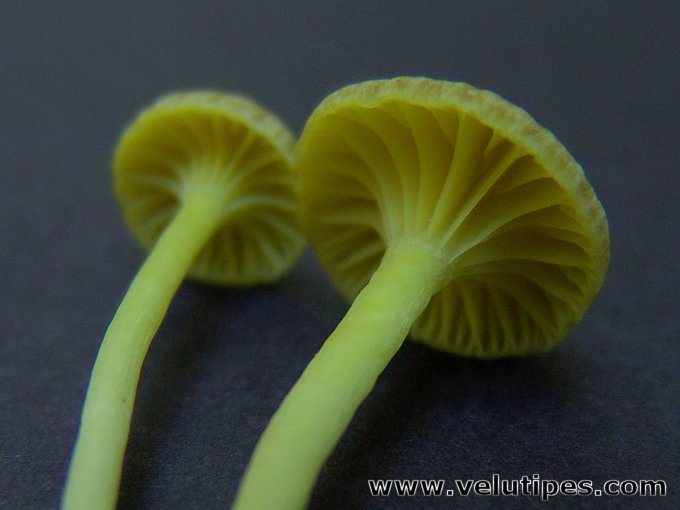 Chrysomphalina grossula