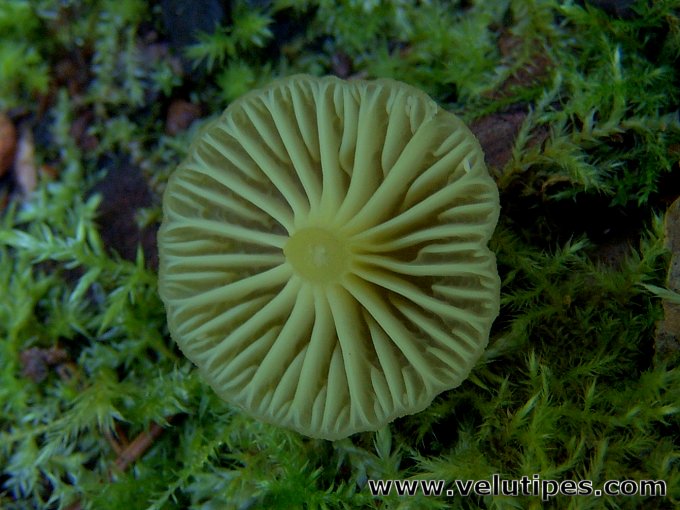 Chrysomphalina grossula