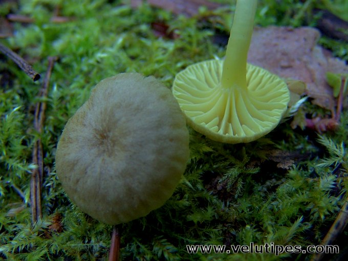 Chrysomphalina grossula