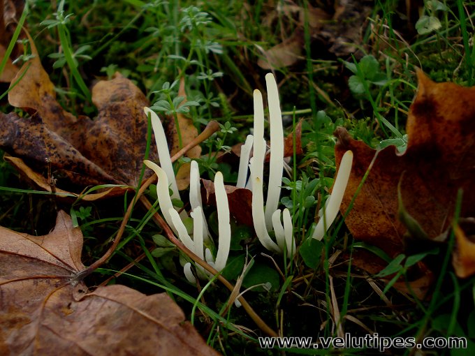 Clavaria fragilis