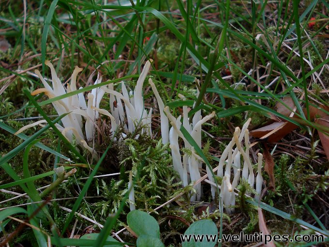Clavaria fragilis