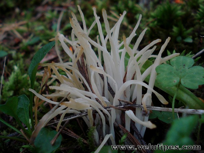Clavaria fragilis