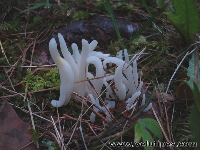Clavaria fragilis