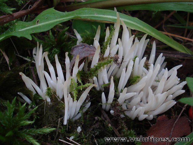 Clavaria fragilis
