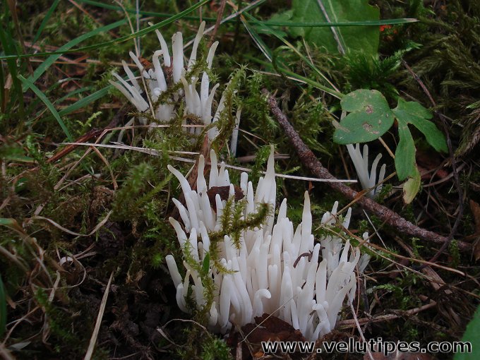 Clavaria fragilis